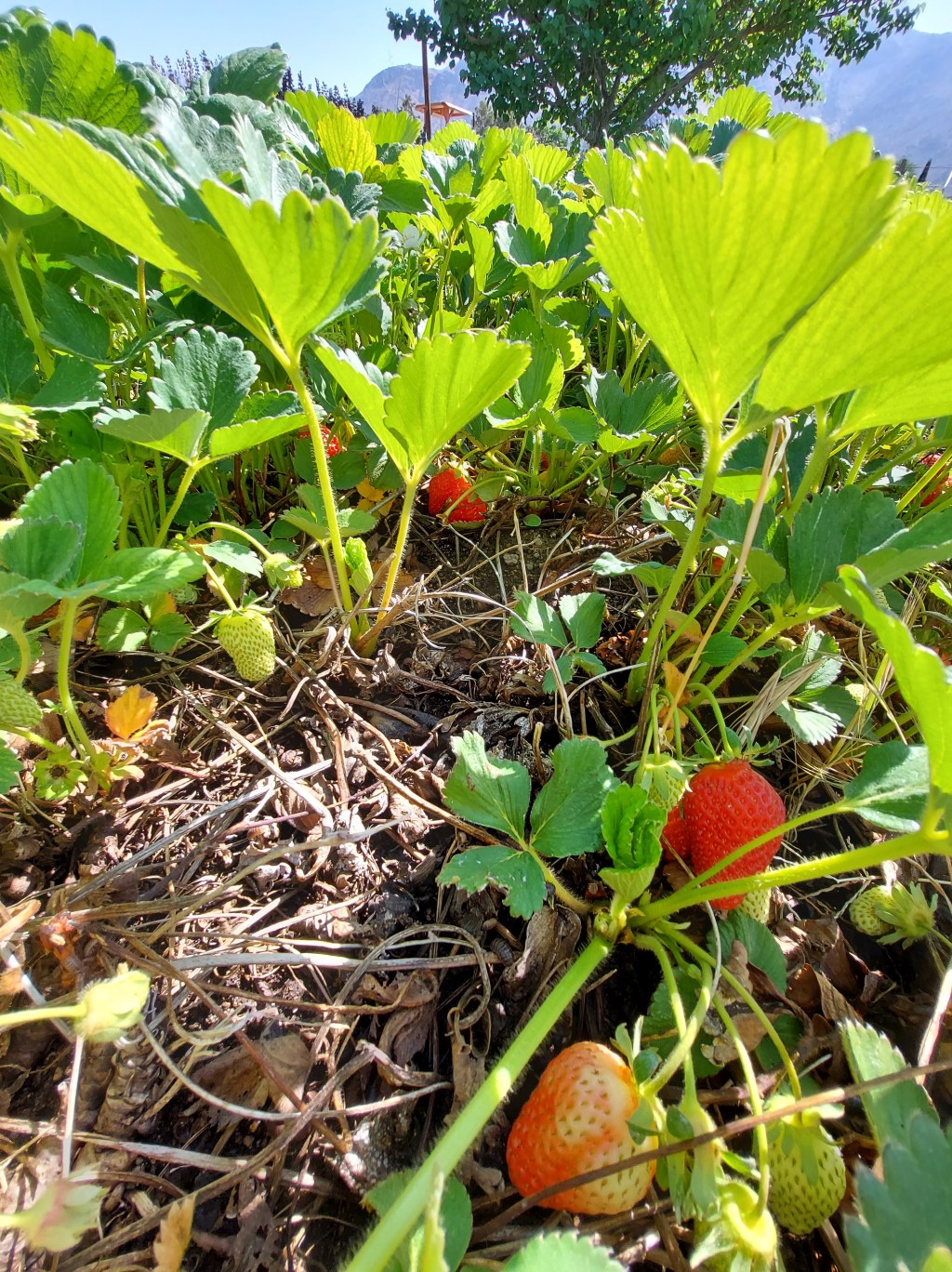 Strawberry Fields Forever